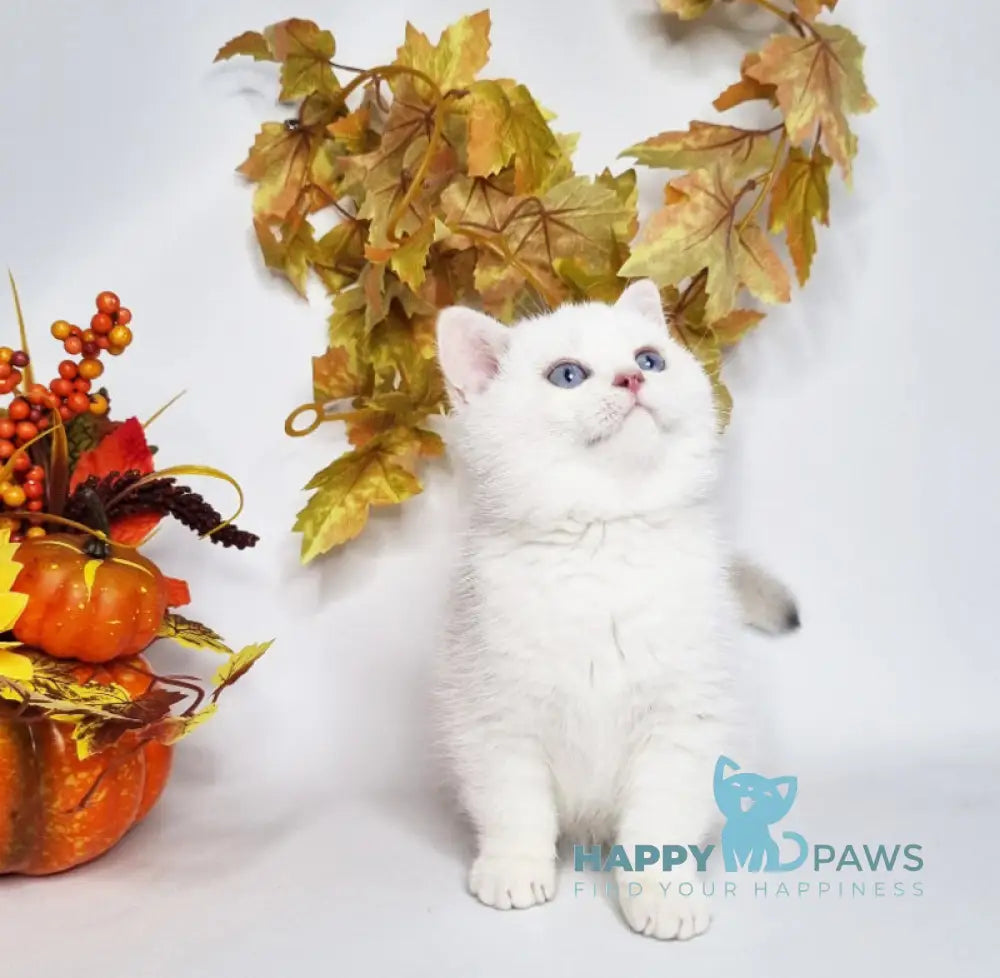 Farina British Shorthair female black golden shaded pointed live animals