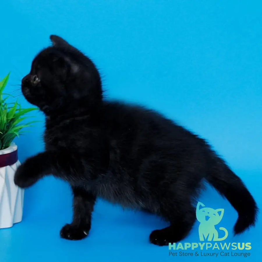 Farina British Shorthair female black silver - live animals