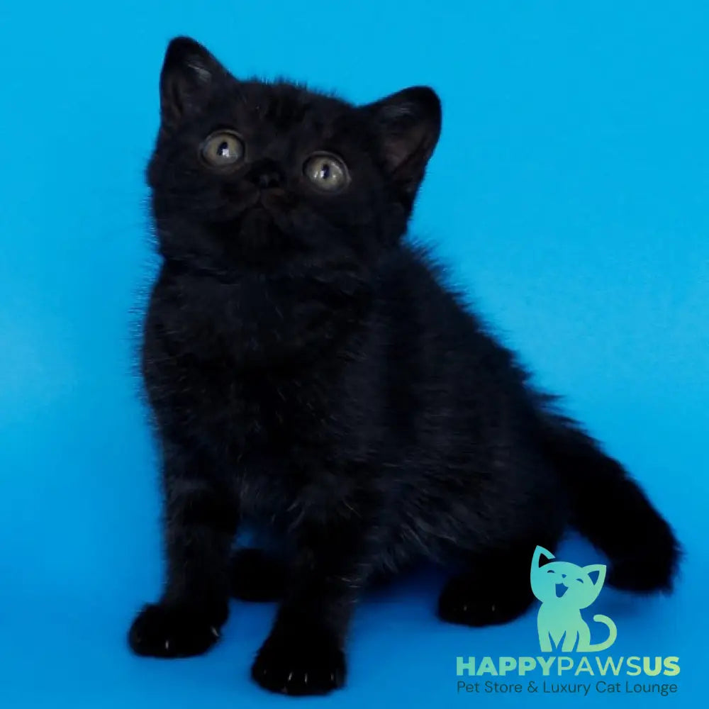 Farina British Shorthair female black silver - live animals