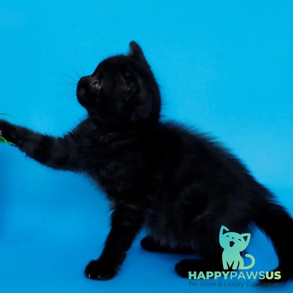Farina British Shorthair female black silver - live animals