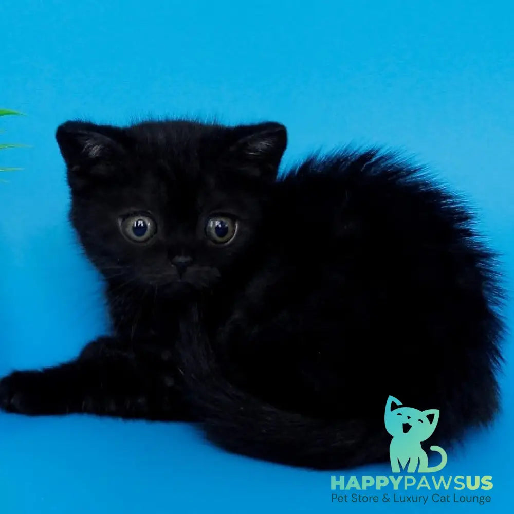 Farina British Shorthair female black silver - live animals