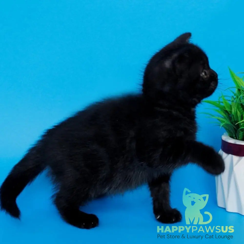 Farina British Shorthair female black silver - live animals