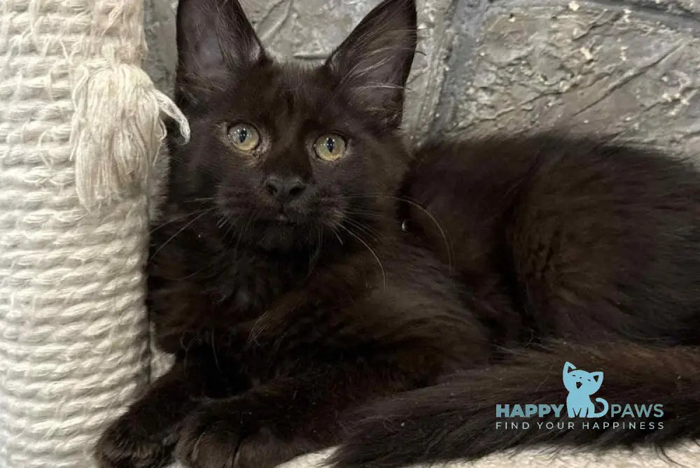 Fart Maine Coon male black live animals