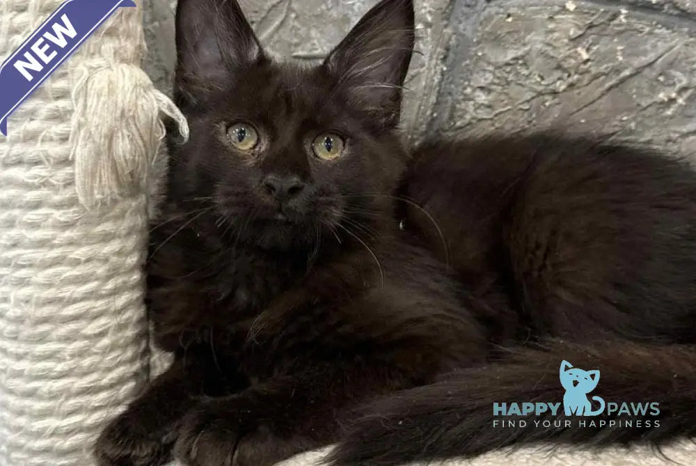 Fart Maine Coon male black live animals
