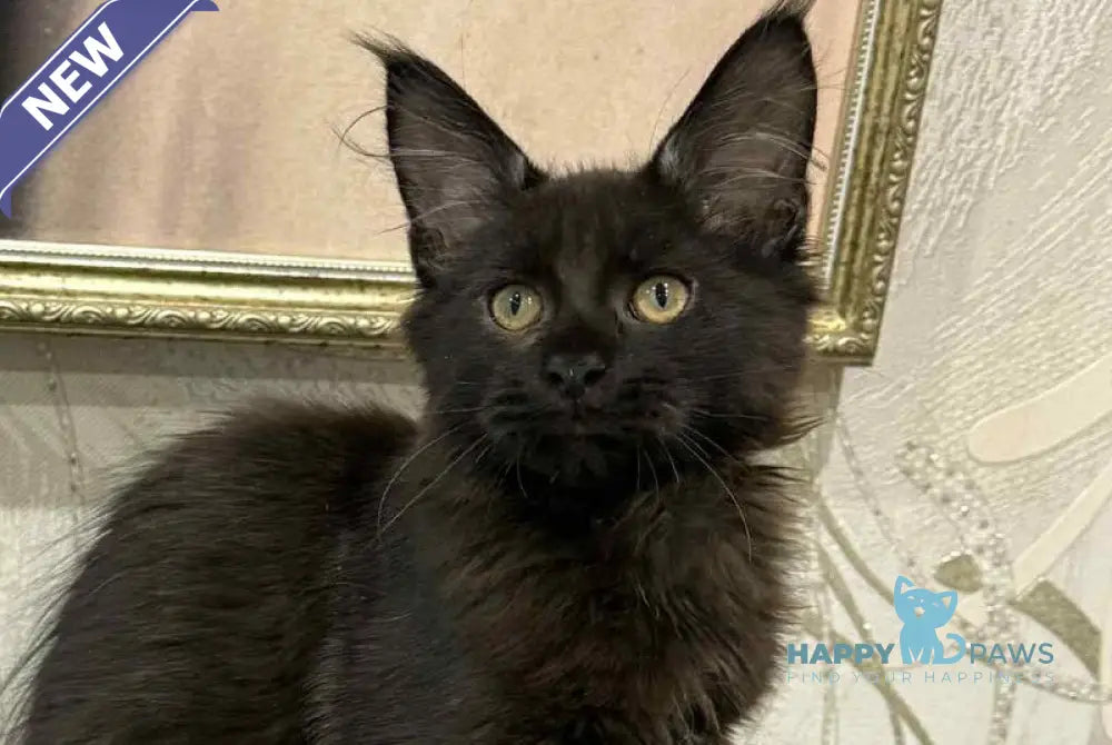 Faust Maine Coon male black live animals