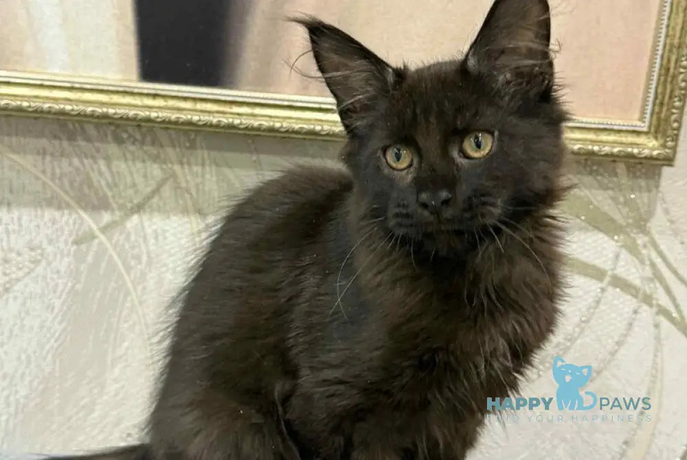 Faust Maine Coon male black live animals