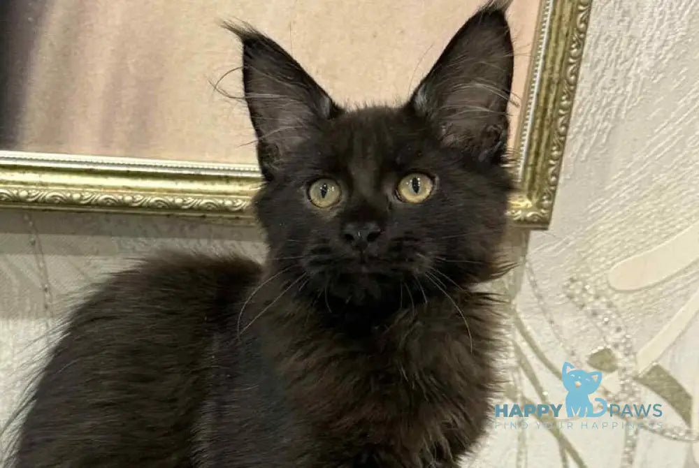 Faust Maine Coon male black live animals