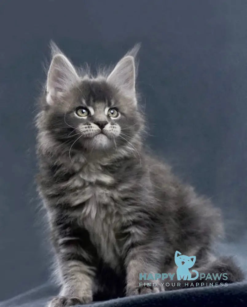 Faustin Maine Coon male blue ticked tabby live animals