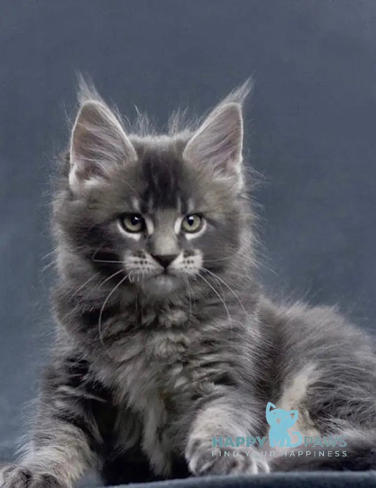 Faustin Maine Coon male blue ticked tabby live animals
