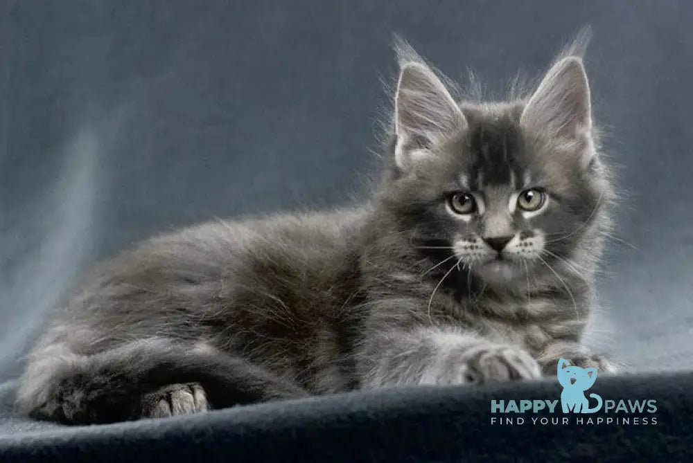 Faustin Maine Coon male blue ticked tabby live animals