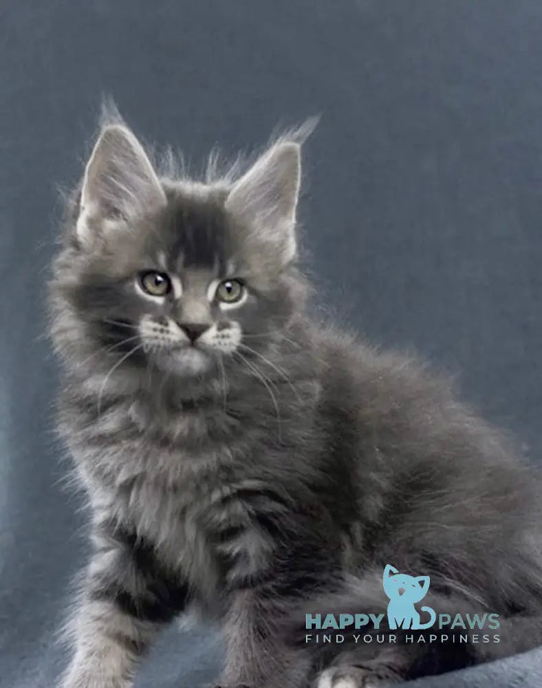 Faustin Maine Coon male blue ticked tabby live animals