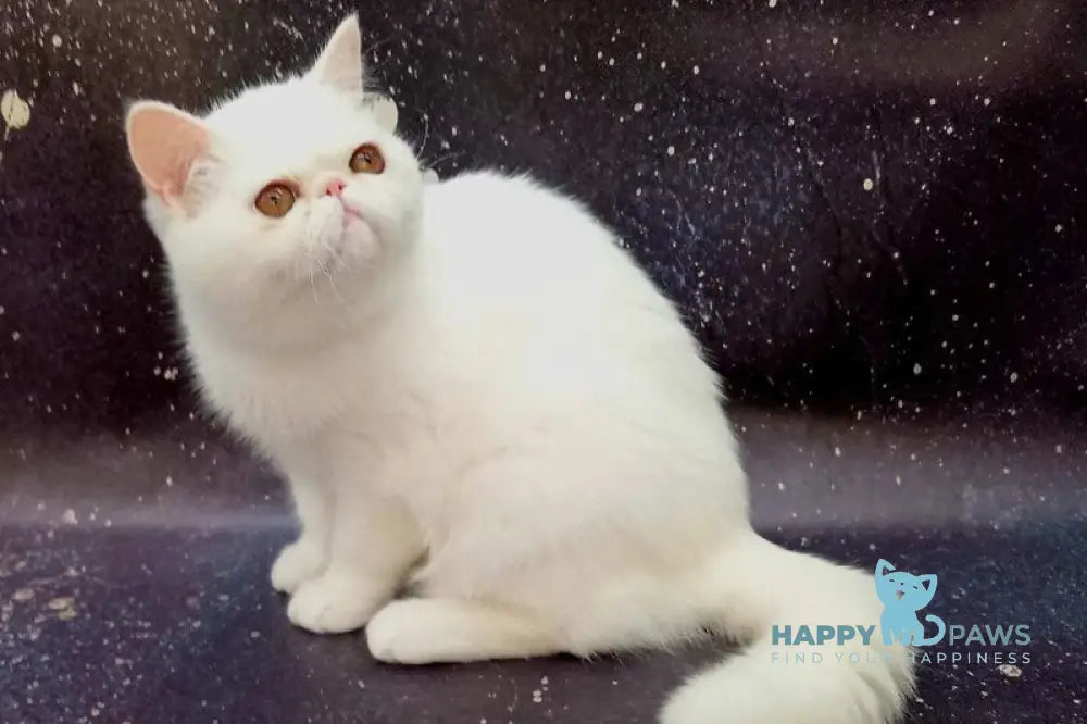 Faustina Exotic female white live animals