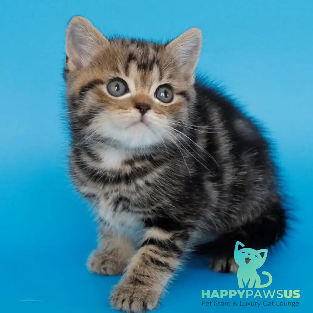 Favorit British Shorthair male black tabby - live animals