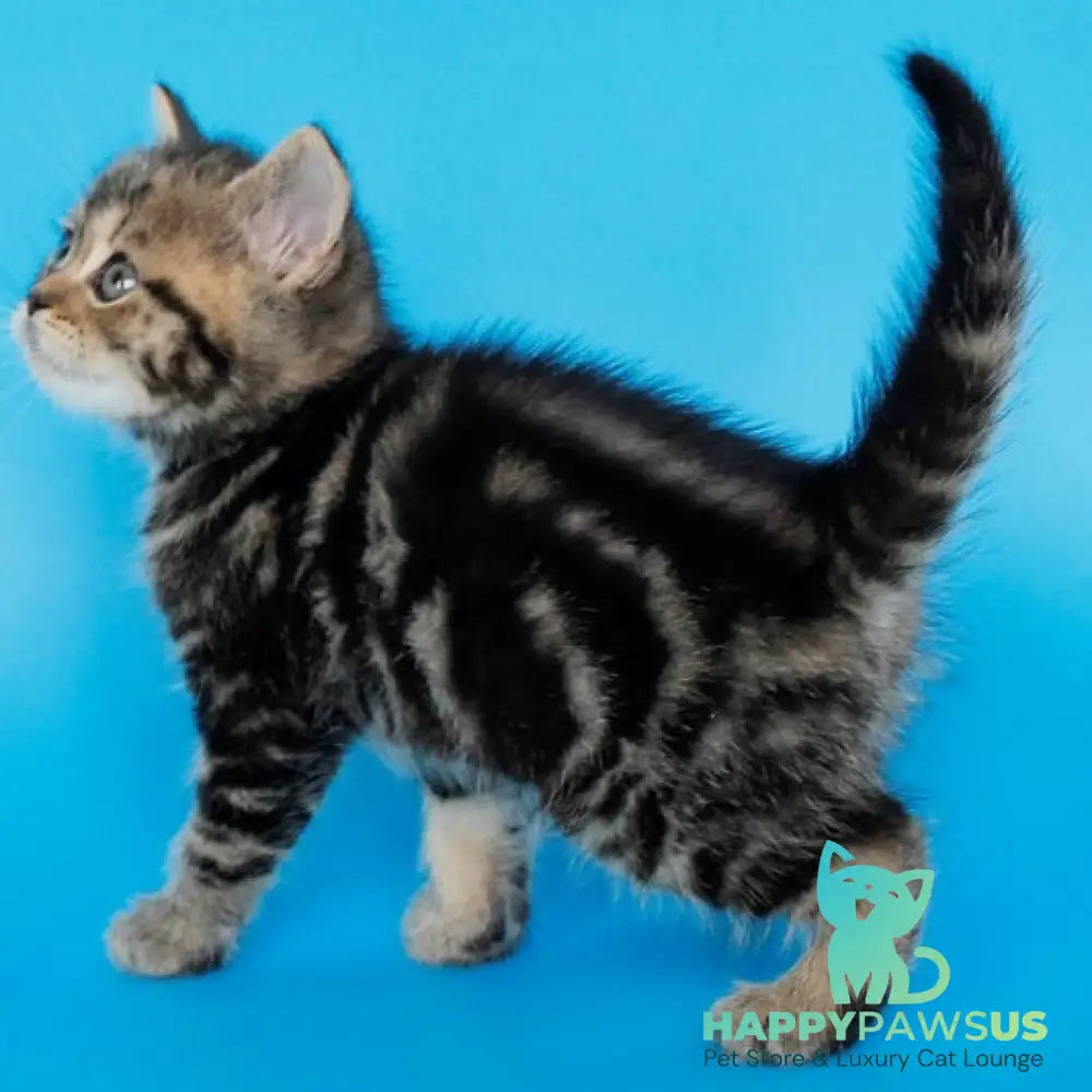 Favorit British Shorthair male black tabby - live animals
