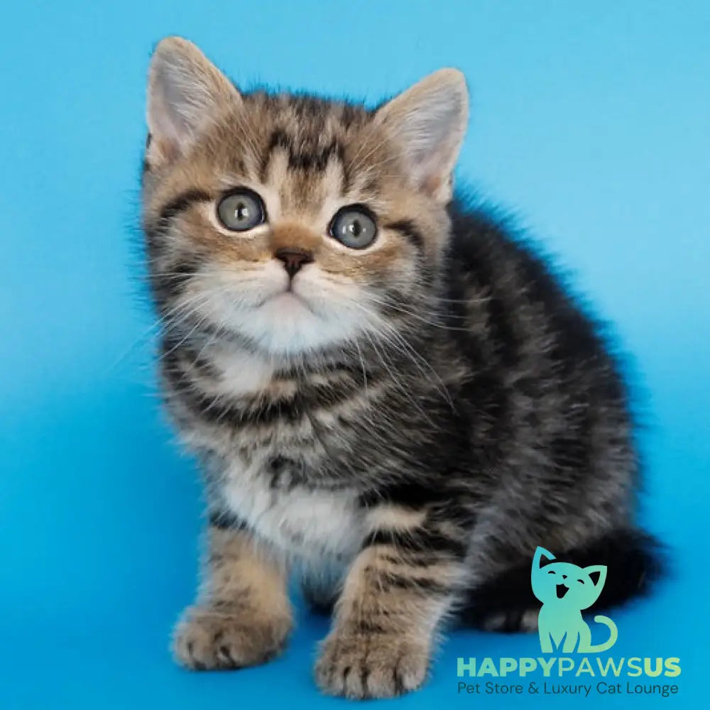 Favorit British Shorthair male black tabby - live animals