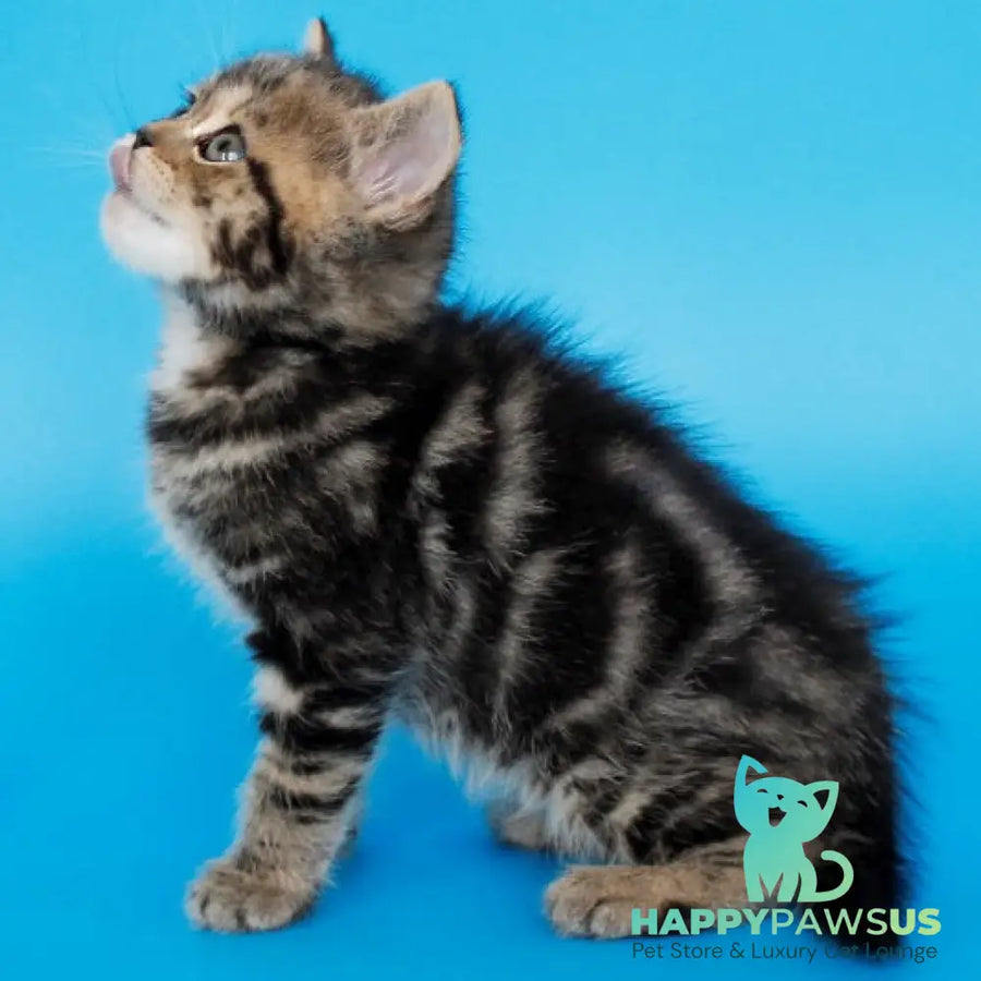 Favorit British Shorthair male black tabby - live animals