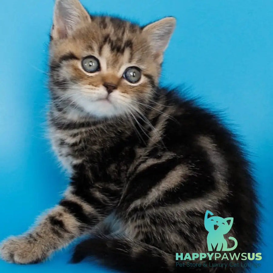 Favorit British Shorthair male black tabby - live animals