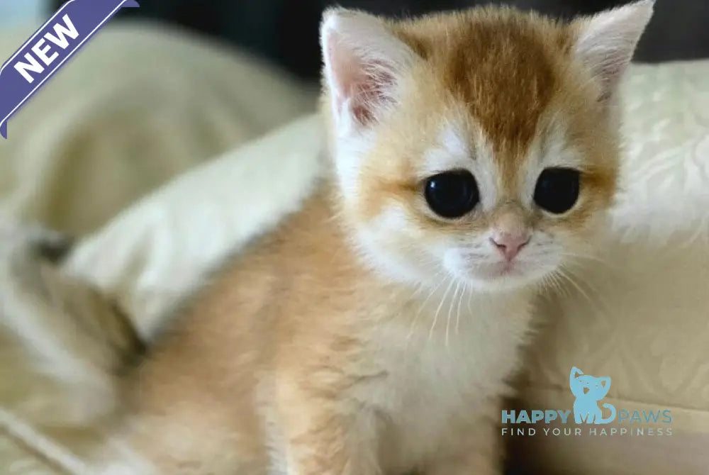 Favorite British Shorthair male black golden chinchilla live animals