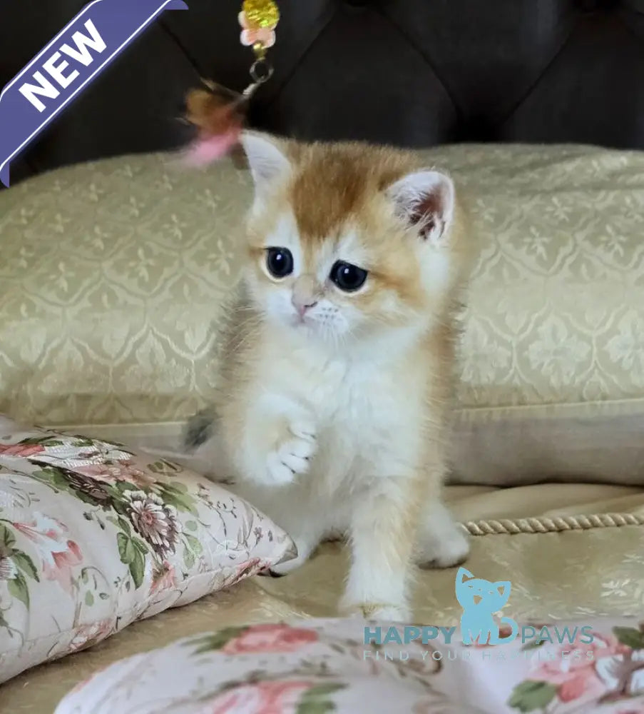 Favorite British Shorthair male black golden chinchilla live animals