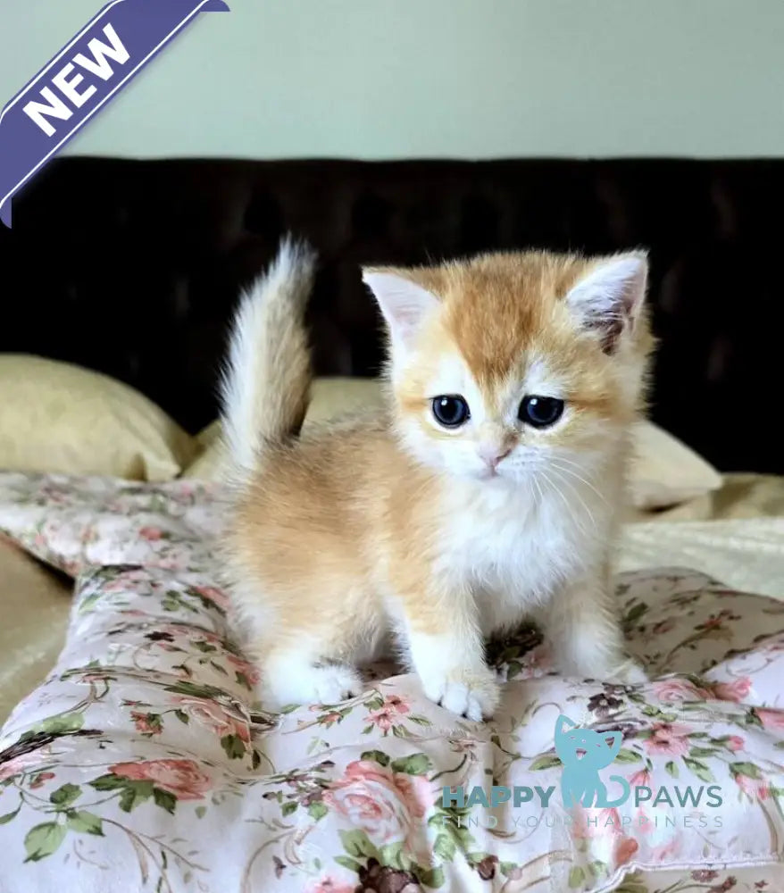 Favorite British Shorthair male black golden chinchilla live animals