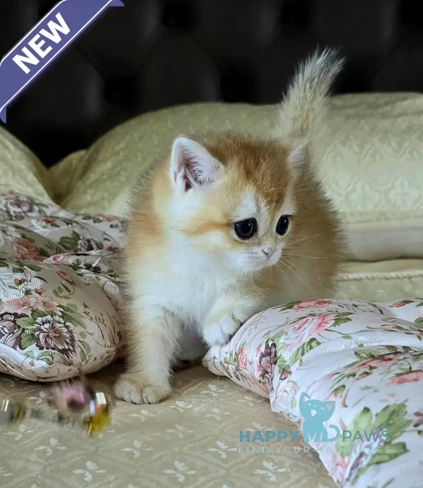 Favorite British Shorthair male black golden chinchilla live animals