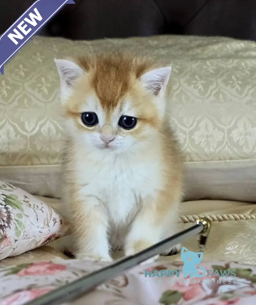 Favorite British Shorthair male black golden chinchilla live animals