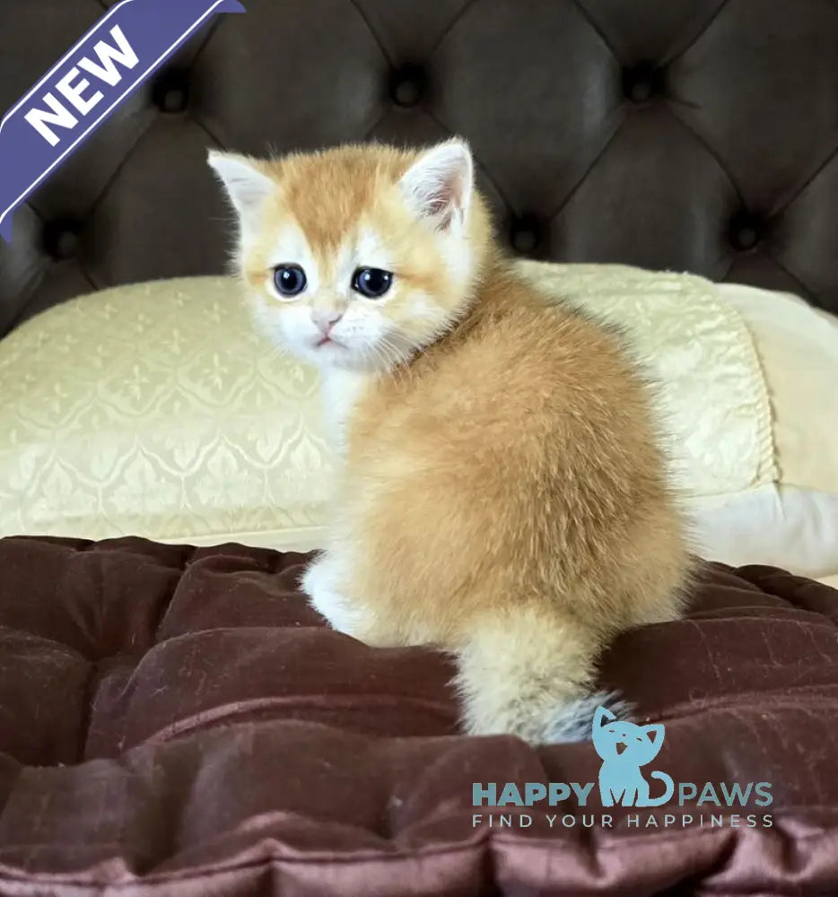 Favorite British Shorthair male black golden chinchilla live animals