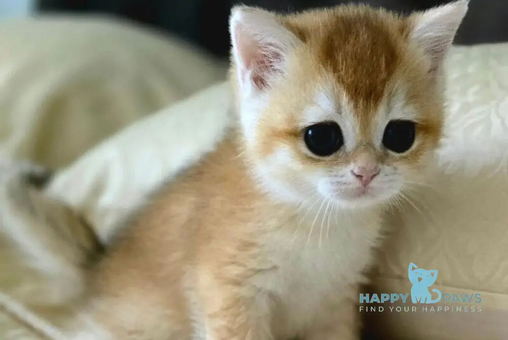 Favorite British Shorthair male black golden chinchilla live animals