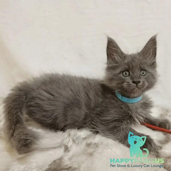 Favorite Maine Coon male blue silver - live animals