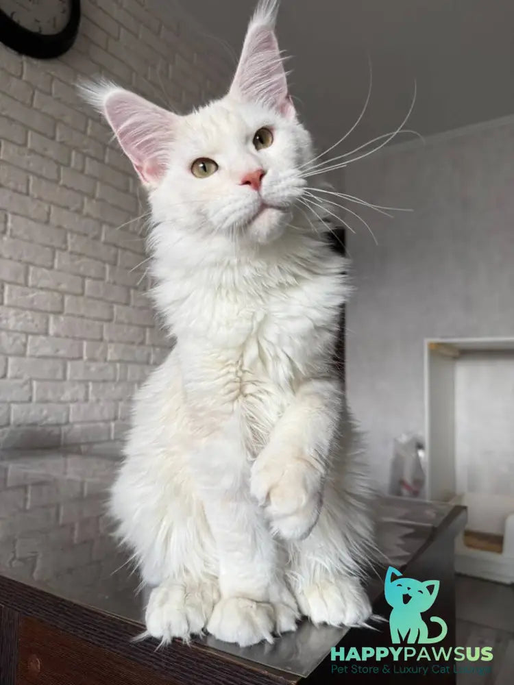Favorite Maine Coon polydactyl male red silver tabby - live animals