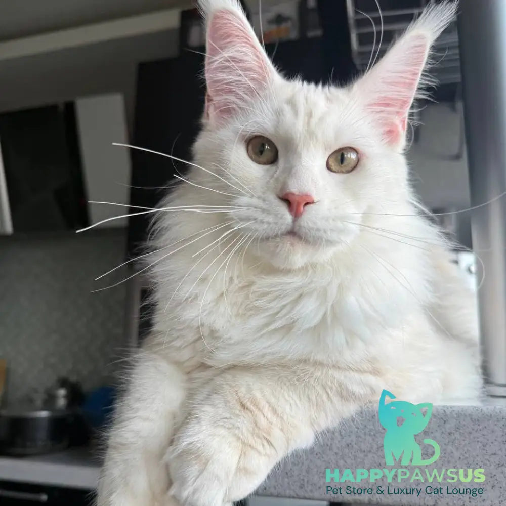 Favorite Maine Coon polydactyl male red silver tabby - live animals