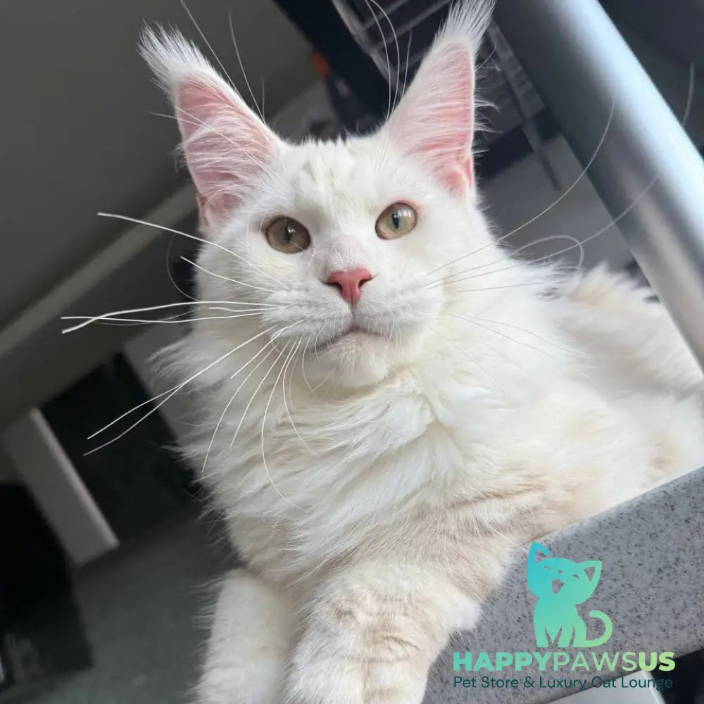 Favorite Maine Coon polydactyl male red silver tabby - live animals