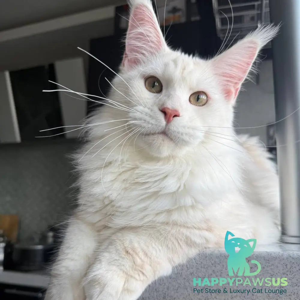 Favorite Maine Coon polydactyl male red silver tabby - live animals