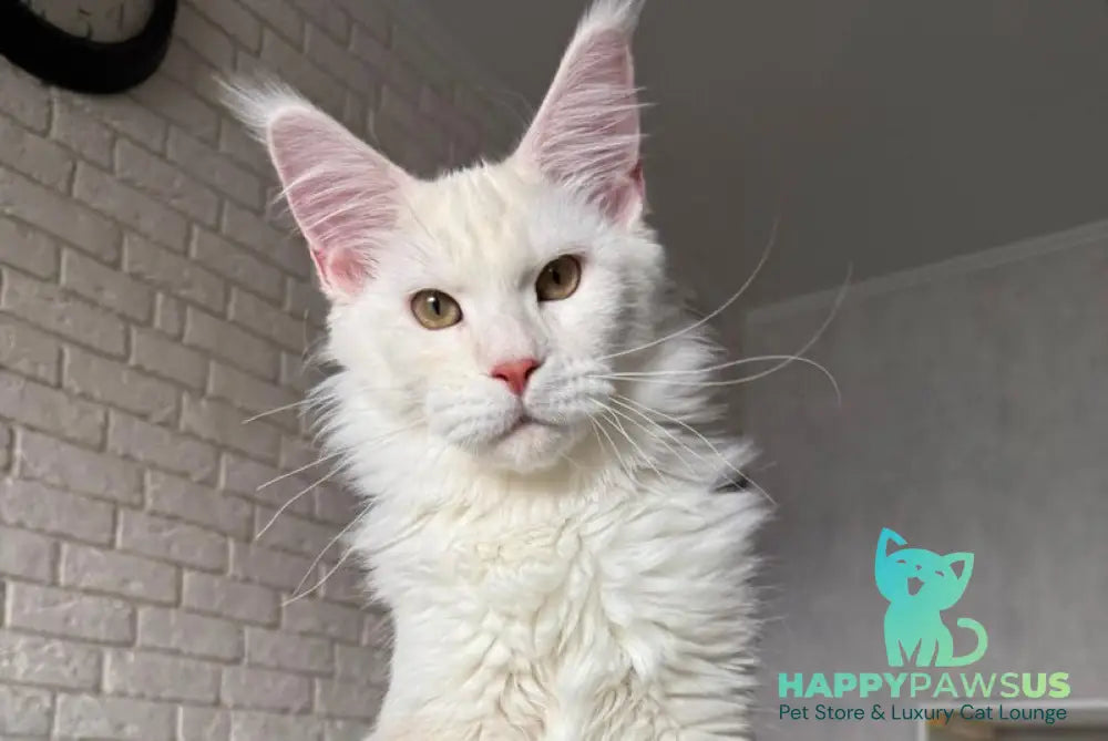Favorite Maine Coon polydactyl male red silver tabby - live animals