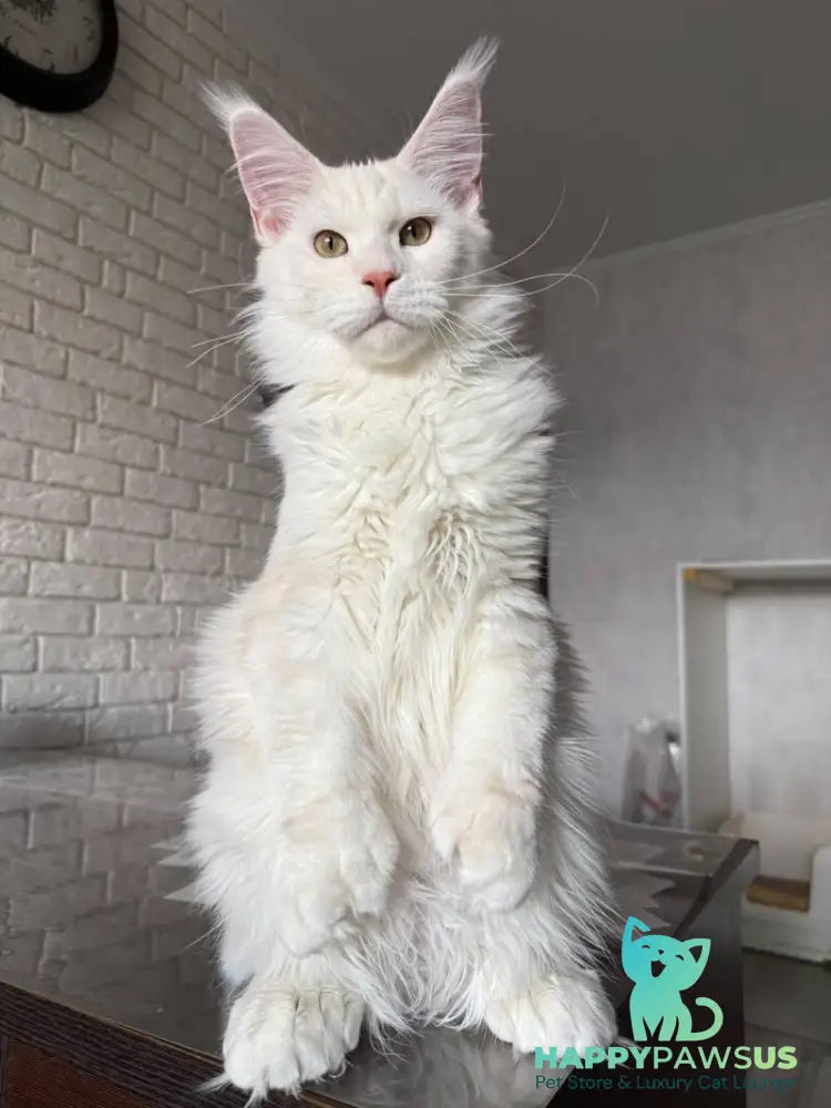 Favorite Maine Coon polydactyl male red silver tabby - live animals