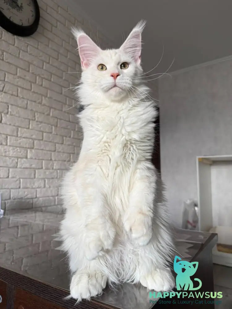 Favorite Maine Coon polydactyl male red silver tabby - live animals