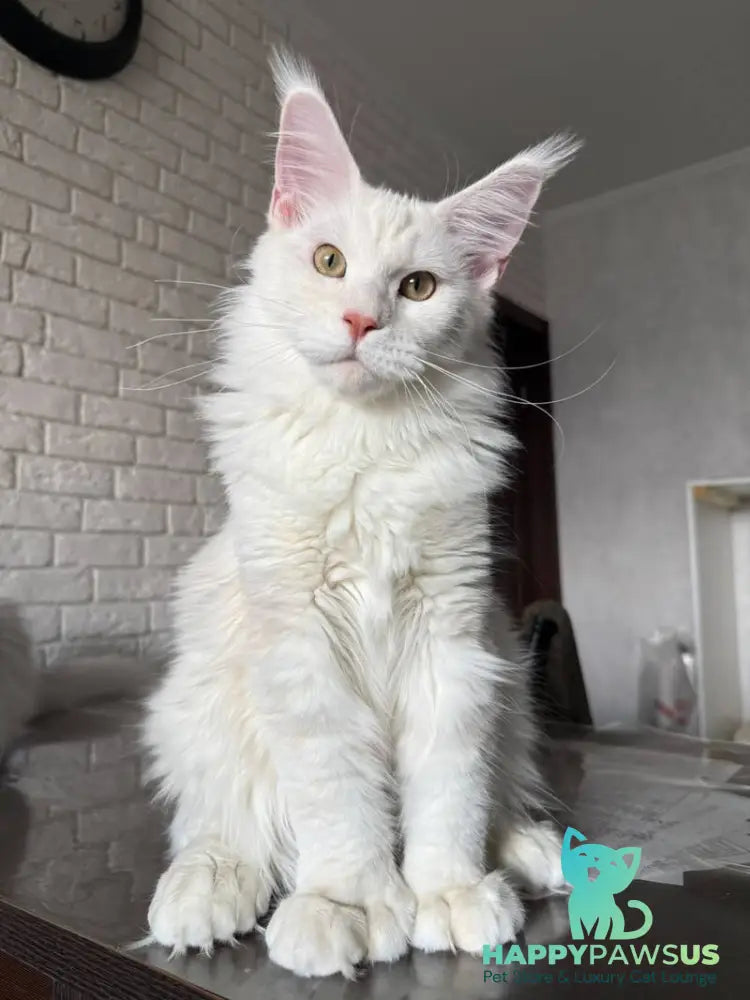 Favorite Maine Coon polydactyl male red silver tabby - live animals