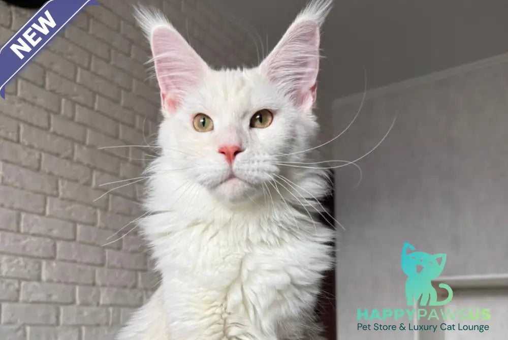 Favorite Maine Coon polydactyl male red silver tabby - live animals