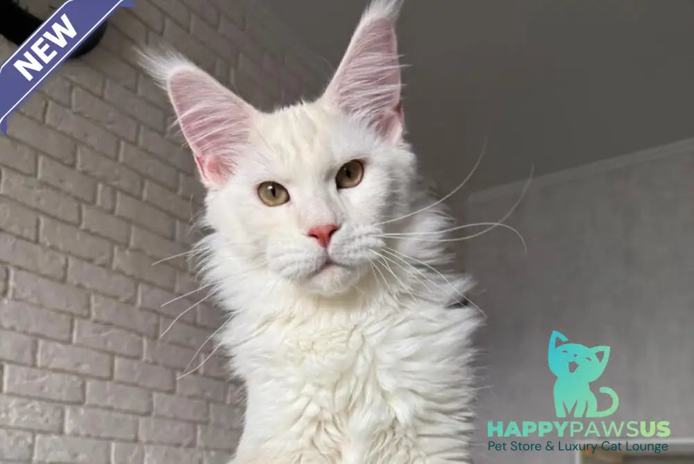 Favorite Maine Coon polydactyl male red silver tabby - live animals