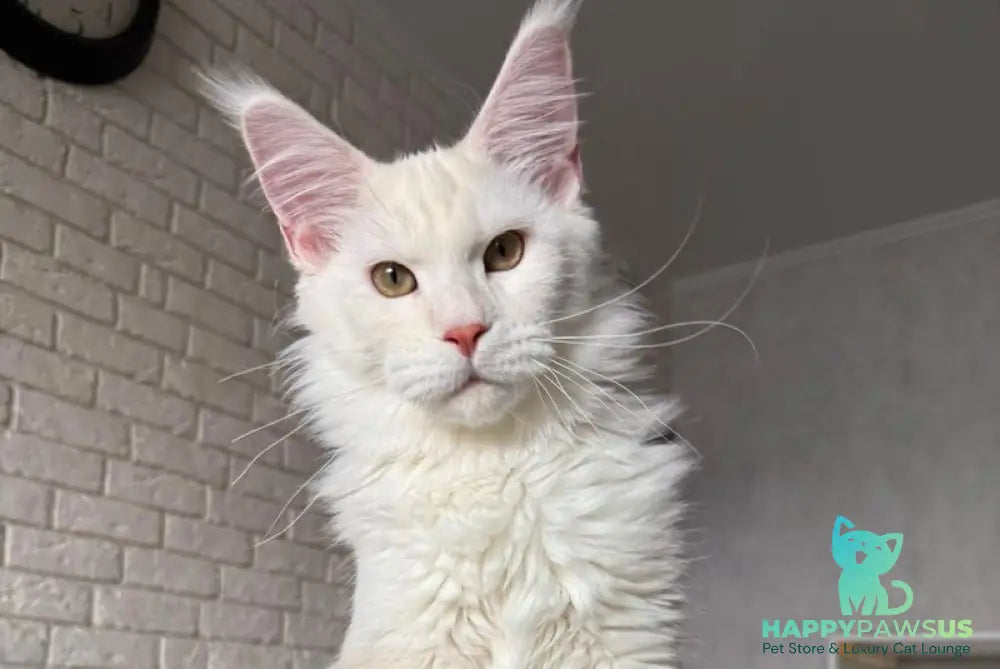 Favorite Maine Coon polydactyl male red silver tabby - live animals
