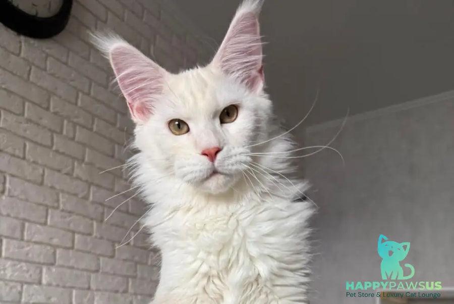 Favorite Maine Coon polydactyl male red silver tabby - live animals