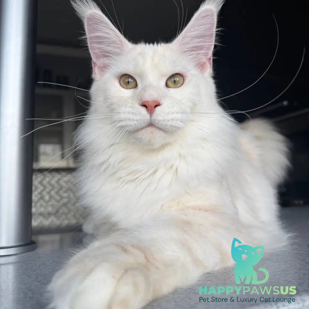 Favorite Maine Coon polydactyl male red silver tabby - live animals