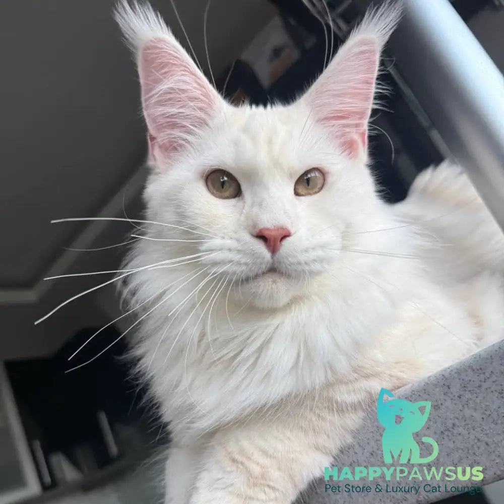 Favorite Maine Coon polydactyl male red silver tabby - live animals