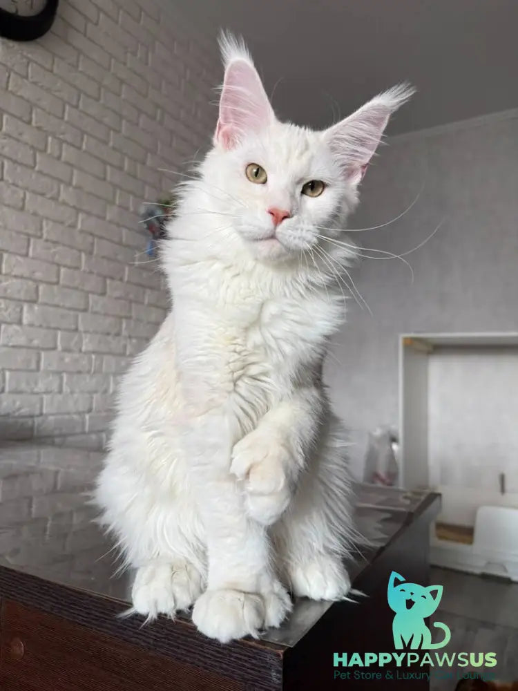 Favorite Maine Coon polydactyl male red silver tabby - live animals