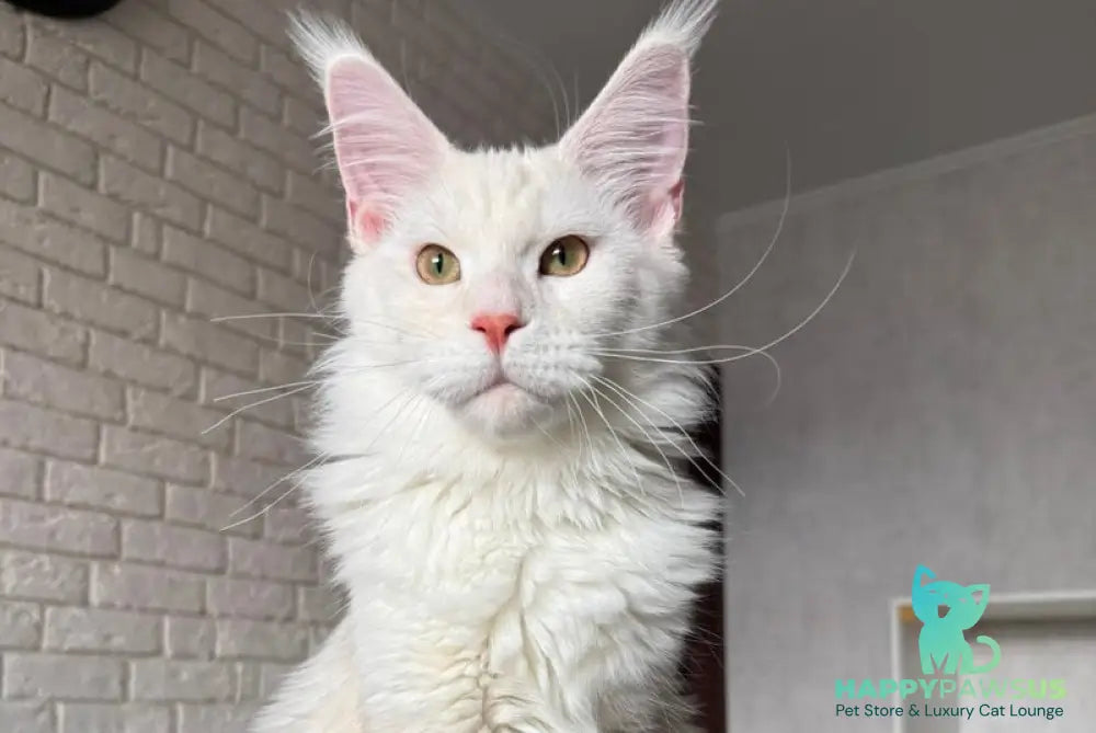 Favorite Maine Coon polydactyl male red silver tabby - live animals