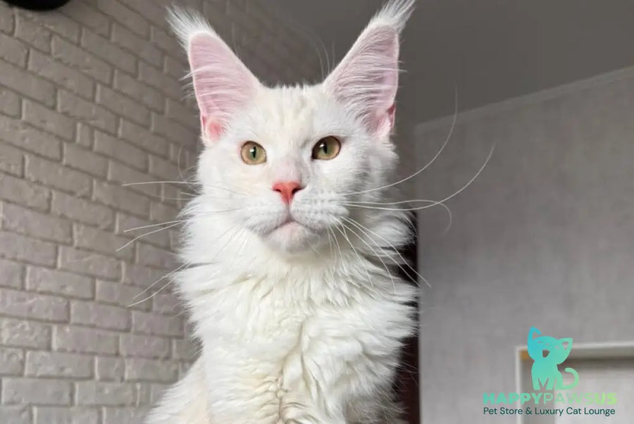 Favorite Maine Coon polydactyl male red silver tabby - live animals