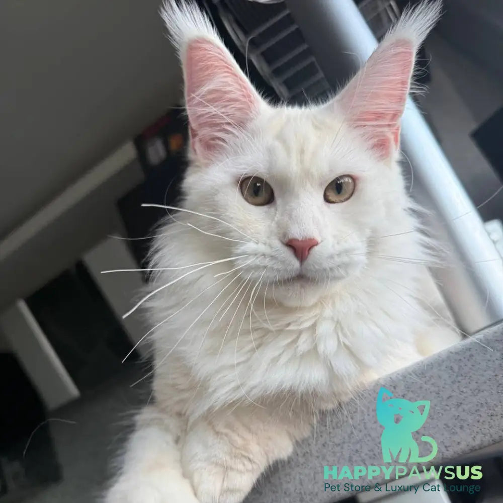 Favorite Maine Coon polydactyl male red silver tabby - live animals