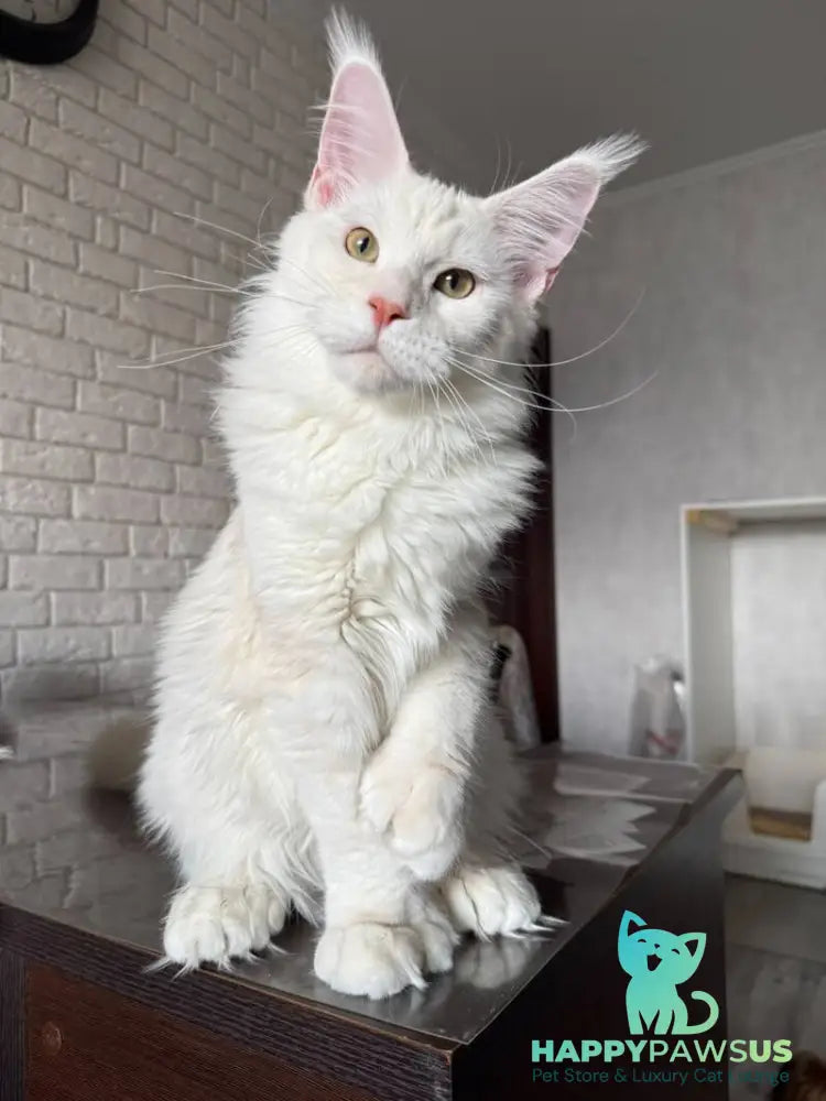 Favorite Maine Coon polydactyl male red silver tabby - live animals