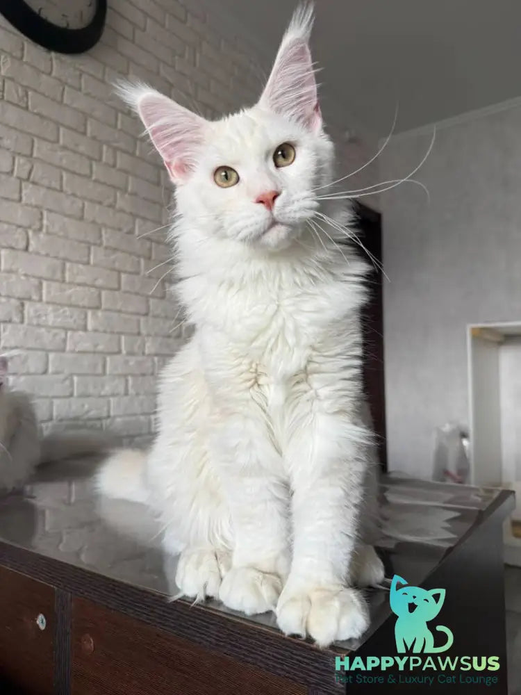 Favorite Maine Coon polydactyl male red silver tabby - live animals