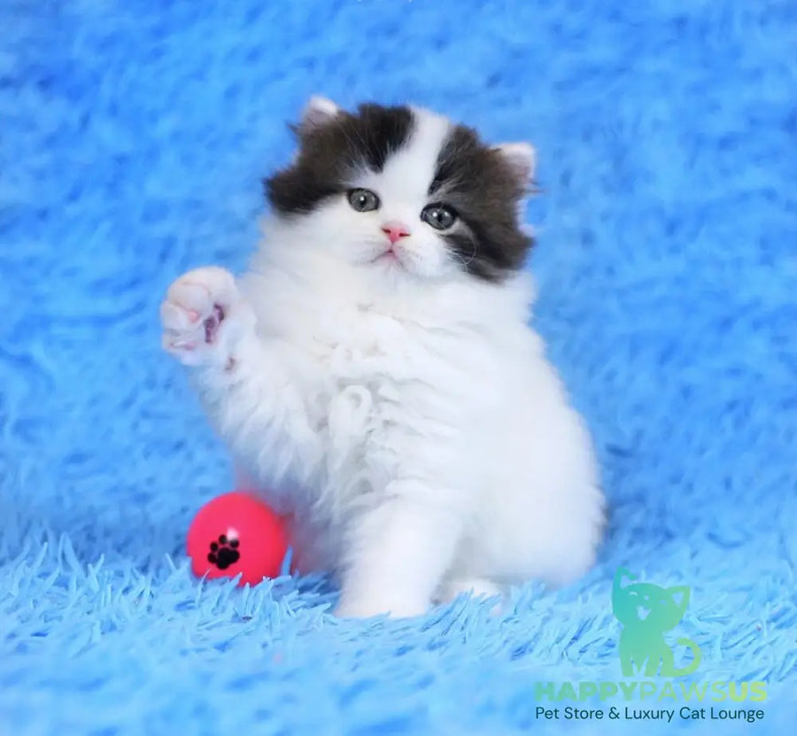 Favorite Scottish Straight male black van tabby - live animals